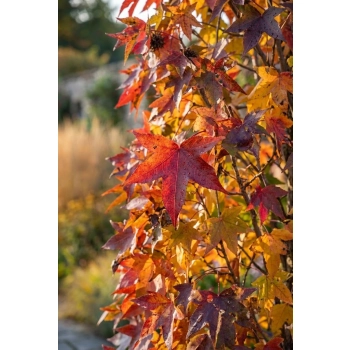 AMBROWIEC KOLUMNOWY - sadzonki 90 / 110 cm